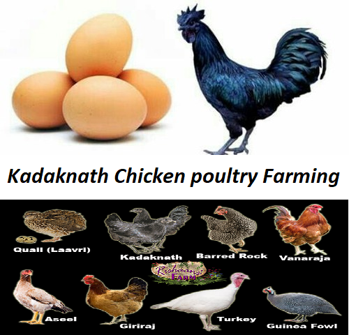 Kadaknath Chicken poultry Farming