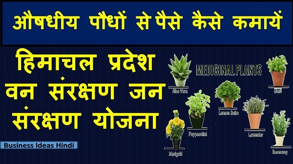 Growing Medicinal Herbs Plants
